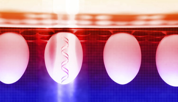 Genetic modification of DNA occurs in plants, animals and lower organisms.