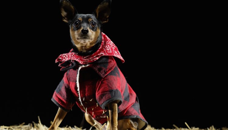 DailyPuppy article image