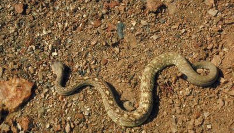 Baby Rattlesnake Diet | Animals - mom.me