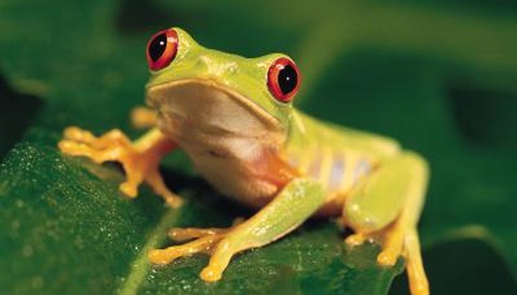 How Do Frogs Start Out From Birth? | Animals - mom.me