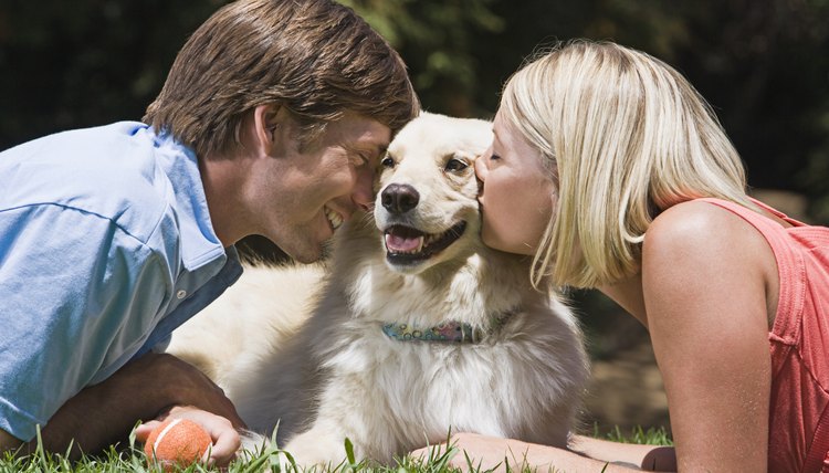 DailyPuppy article image