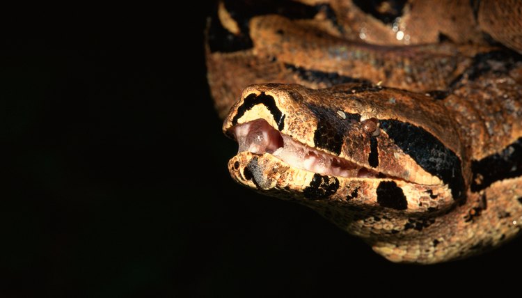Burmese pythons populating the Florida Everglades are thought to originate from aquarium pets released into the wild during the 1990s.