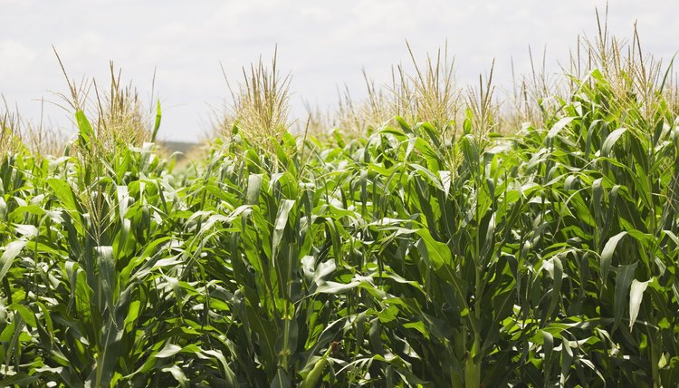 Corn stalks growing.