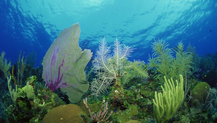 Researching the biodiversity among marine plant life can help determine why some animal species struggle to survive.