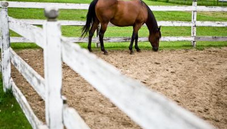 What Size Of A Corral Or Paddock For A Horse Animals Momme