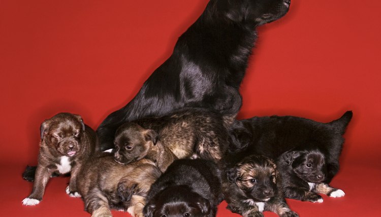 DailyPuppy article image