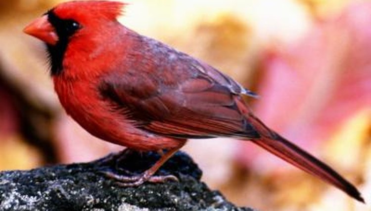 color-phases-of-northern-cardinals-animals-mom