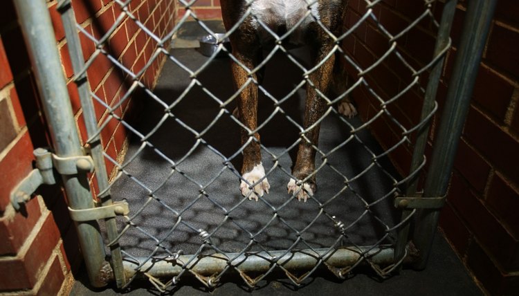 DailyPuppy article image