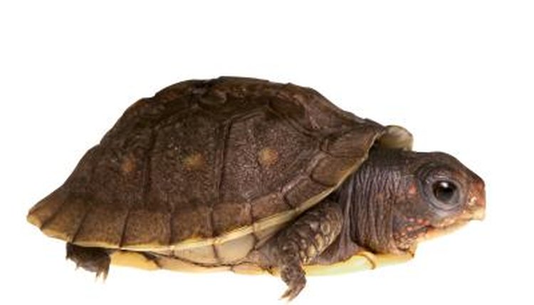 Types of Tortoises for Pets | Animals - mom.me
