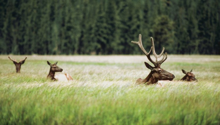 An advanced degree in Wildlife Biology can lead to proming career advancement.