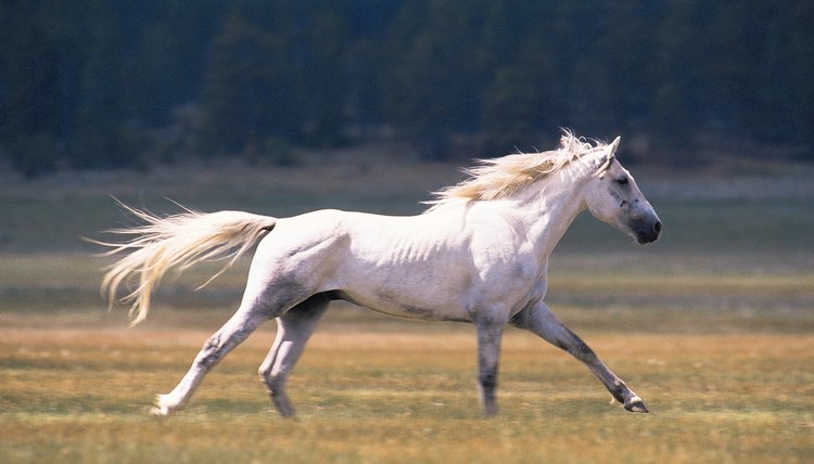 yellow-discharge-from-a-horse-s-nose-animals-mom-me