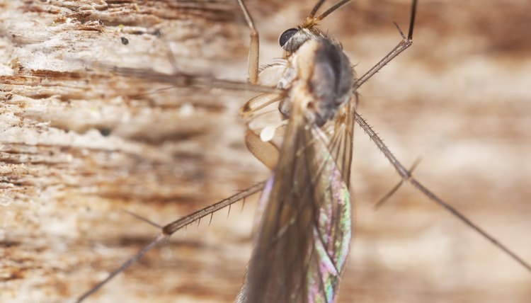 A close-up of a phorid fly on wood.