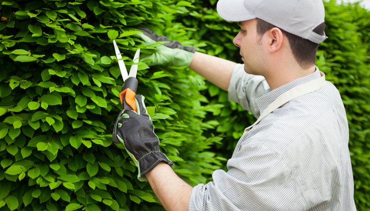 A gardener trims a shrub.