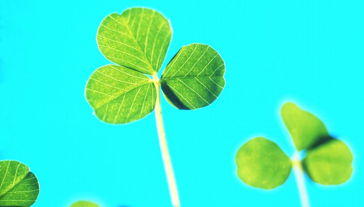 The clover is a symbol of the Trinity.
