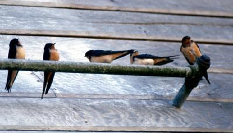 Swallows And Their Habitat Animals Mom Me