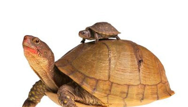 Are Female Red Foot Tortoises Bigger Than Males? | Animals - mom.me