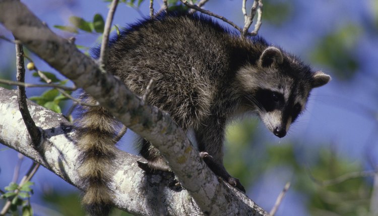 What to Do if a Dog Bites a Raccoon | Animals - mom.me