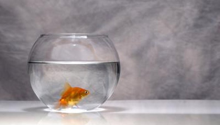 Where Do Goldfish Live? | Animals - mom.me