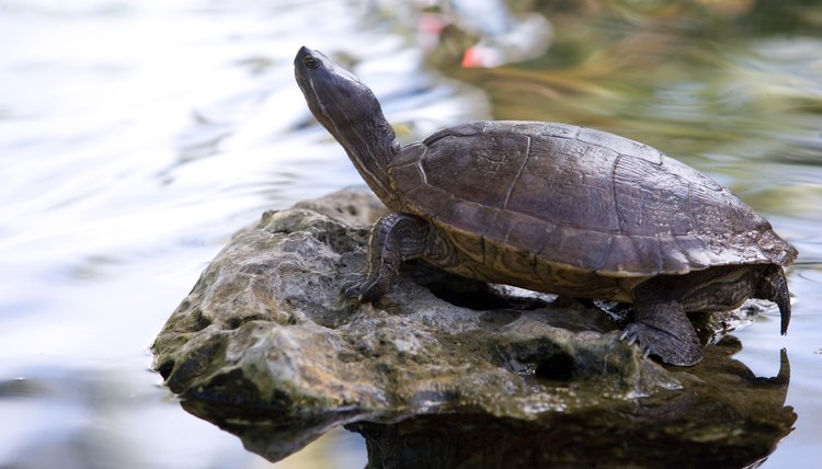 How to Make a Terrapin Habitat | Animals - mom.me