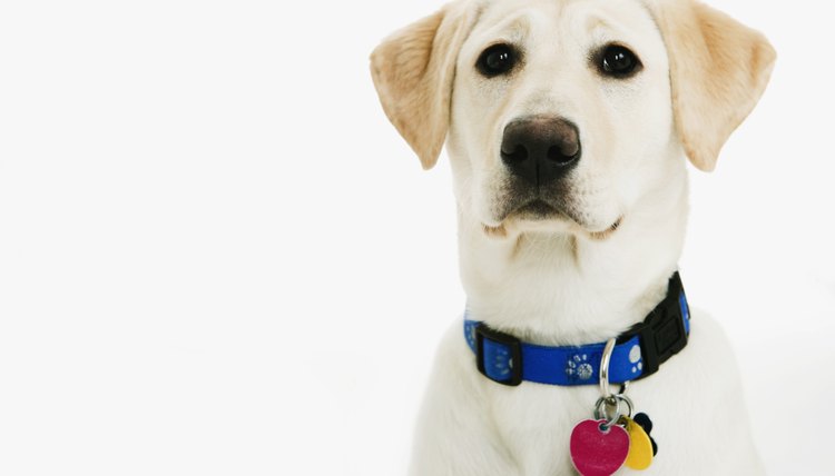 DailyPuppy article image