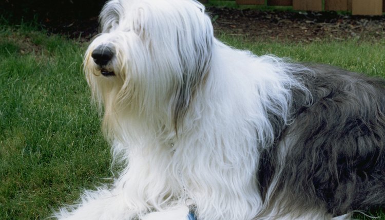 DailyPuppy article image