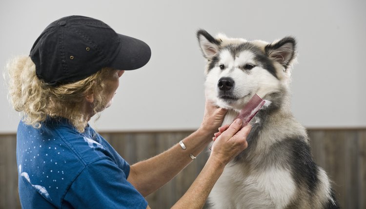 dog-groomer-salary-how-much-do-dog-groomers-make-stratford-career