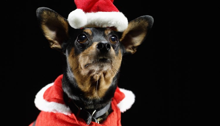 DailyPuppy article image