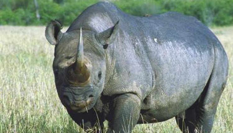 How Does a Rhinoceros Use Its Sense of Smell? | Animals - mom.me