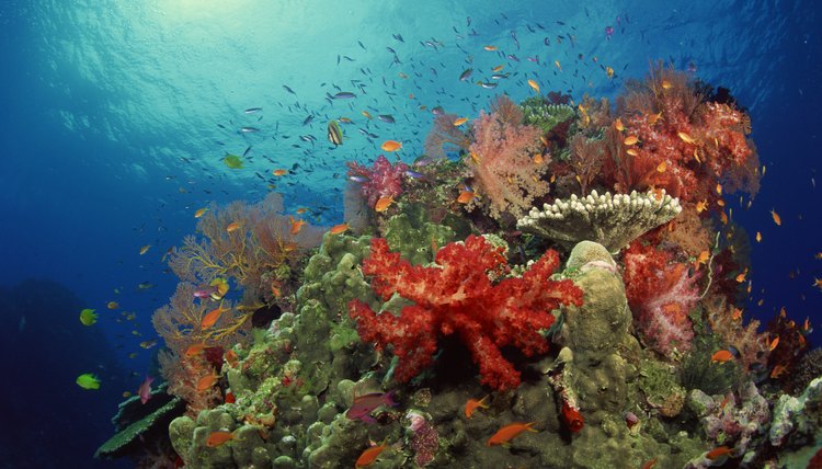 Characteristics of Coral Reefs | Animals - mom.me