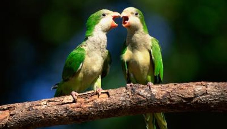 signs-of-courtship-in-lovebirds-animals-mom-me