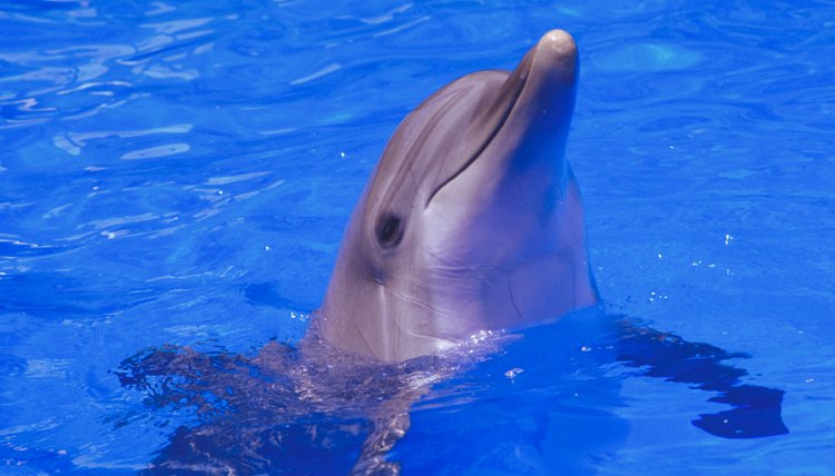 Dolphinariums - aquariums housing dolphins - attract tourists.