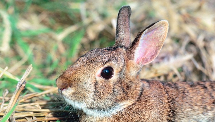 Jack Rabbit Vs. Cotton Tail | Animals - mom.me