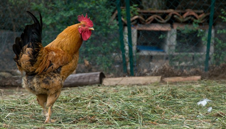 Rooster