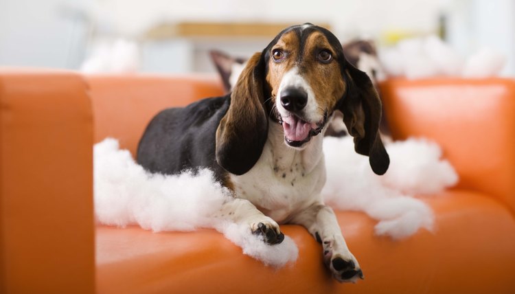 DailyPuppy article image