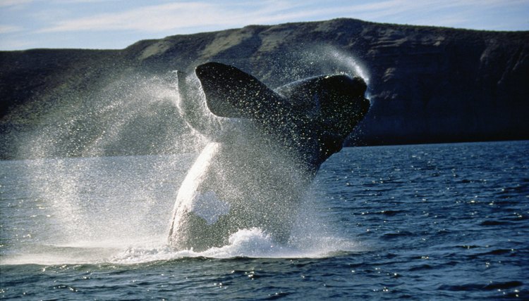 Whales are a popular subject for study among marine biologists.