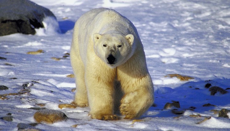 What Are the Eight Species of Bears? | Sciencing