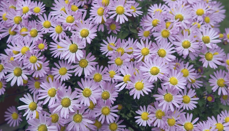 Pink chrysanthemums growing in a field.