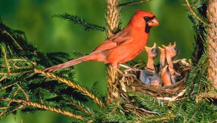 What Insects Does the Cardinal Eat? | Animals - mom.me