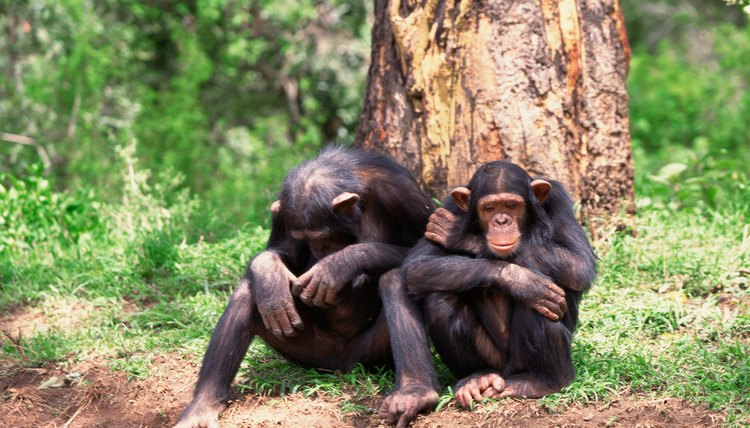 Let your little monkey show her true self with animal games.