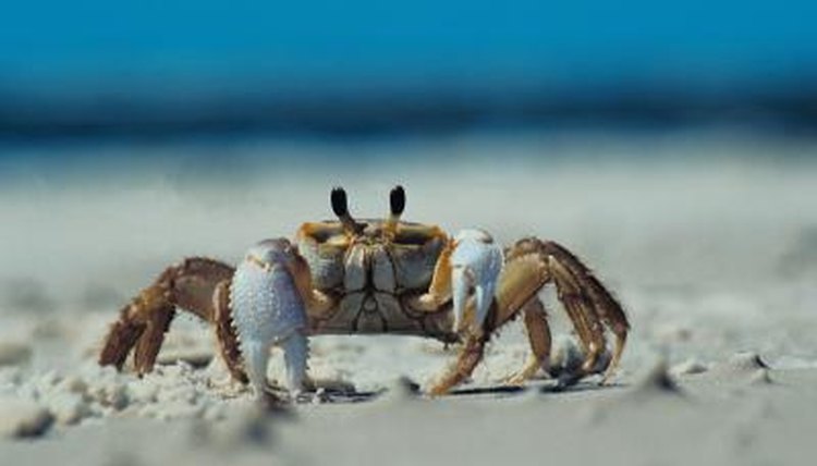 Habitat of the Land Crab | Animals - mom.me