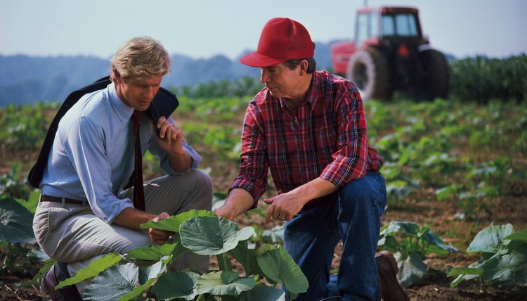 Farmer and businessman examining plant in field