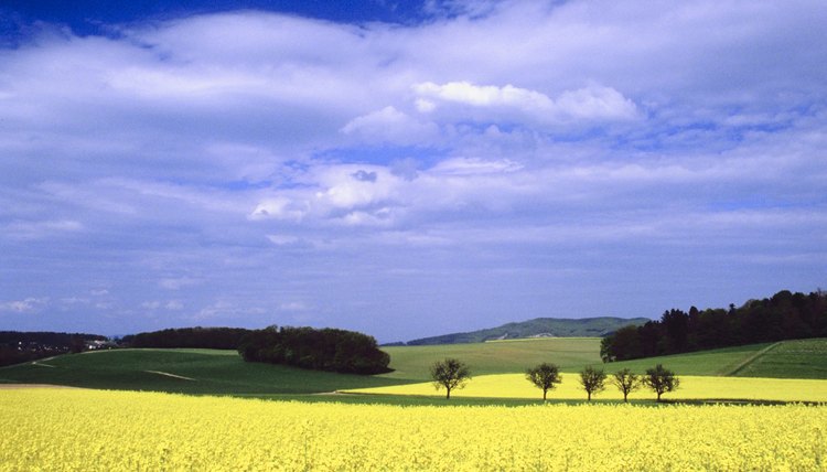 Mustard seed field.