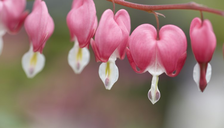 Bleeding heart blossoms