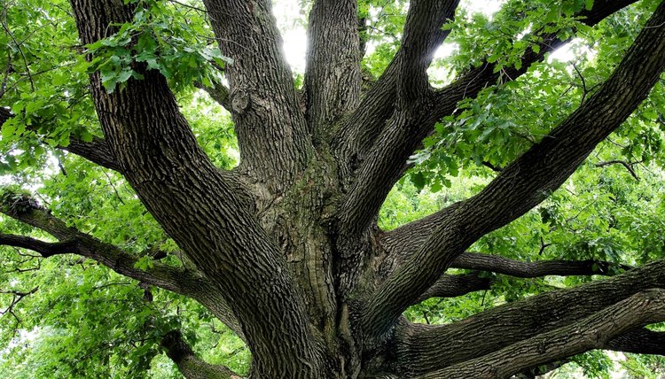 Facts About White Oak Trees | Sciencing