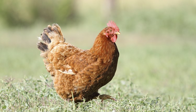 How To Potty-train A Chicken 