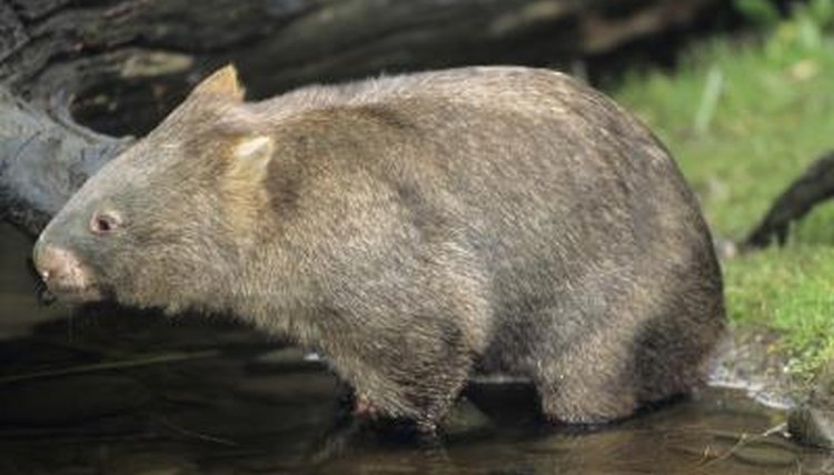 What Native Animals live in the Murray-Darling Basin? | Animals - mom.me