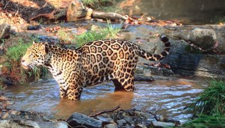 What Do Jaguars Eat In The Wild