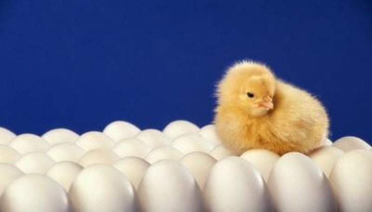 Determining sex of chickens by shape of eggs