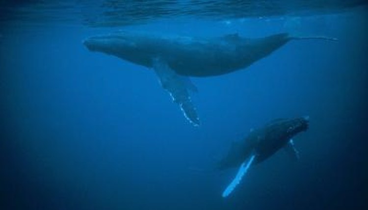 how-do-marine-animals-communicate-in-water-animals-mom-me