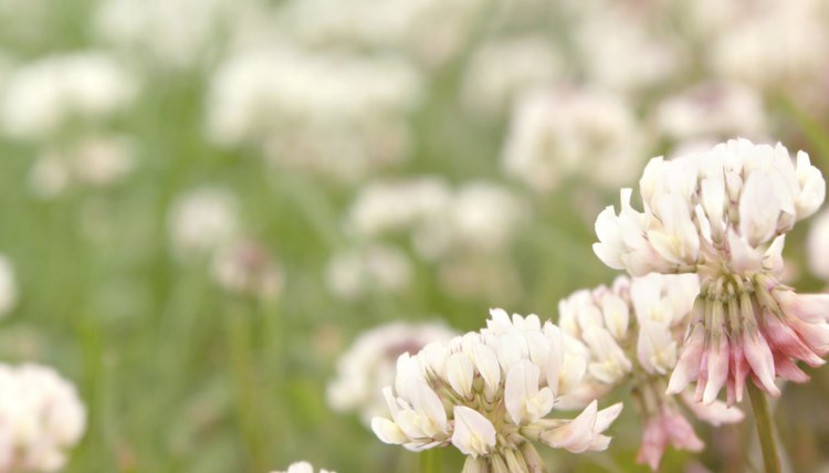 The Gaelic word seamrog refers to the worl clover such as white clover.